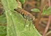 Thereva sp.